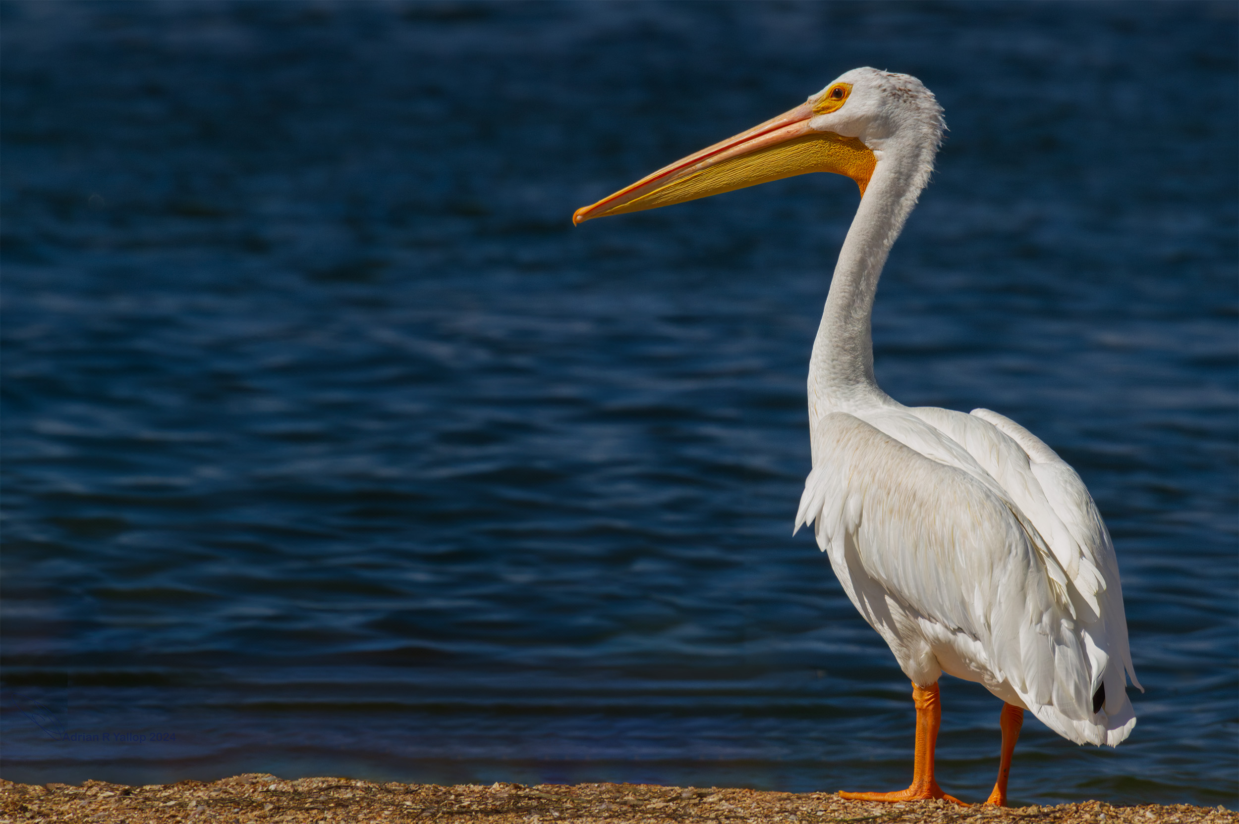  american pelican 
